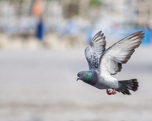 Taubenkot entfernen reinigen desinfizieren Katzenurin Geruch Gestank Messie Wohnung entrümpeln Übergabe ALLESSAUBER Taubenkot entfernen reinigen desinfizieren Katzenurin Geruch Gestank Messie Wohnung entrümpeln Übergabe ALLESSAUBER