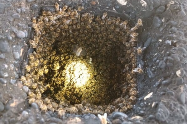 Bienennest im Schornstein in Strasshof
