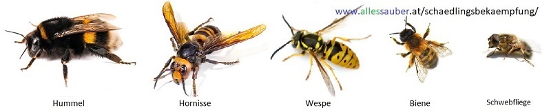 Bienenvergleich mit Hornisse, Hummel, Wespe, etc.