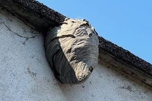 Wespennest entfernen am Dachvorsprung