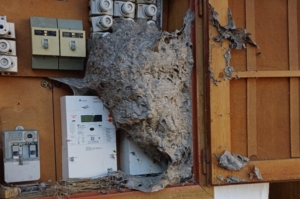Wespennest im Stromkasten entfernen