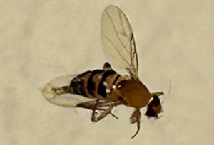Buckelfliegen Phoridae Zweiflügler Diptera Fliegen Branchycera schwarz braun gelb Buckel am Thorax