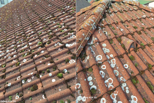 Dachreinigung Dachziegelreinigung Moos Flechte Algen