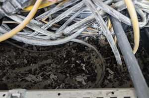 Industrieanlagenreinigung Sonderreinigung Mäusekotentfernung