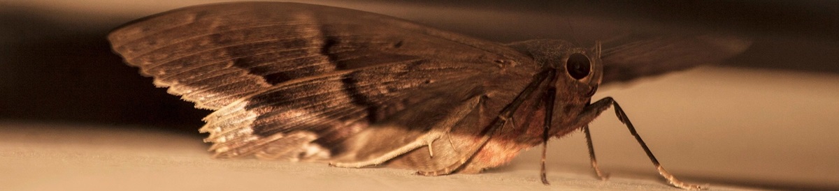 Mottenbefall erkennen Mottenbekämpfung Lebensmittelmotten Kleidermotten Larven Puppen Vorratsschädlinge