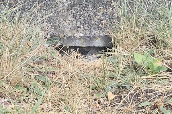 Erdwespennest Erdwespen unter Betonplatten Allessauber