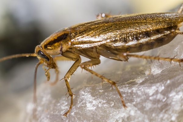 Kakerlaken blattella germanica Schaben bekämpfen