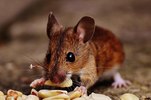 Mäusebekämpfung Mäuse erkennen Kammerjäger Schädlingsbekämpfung