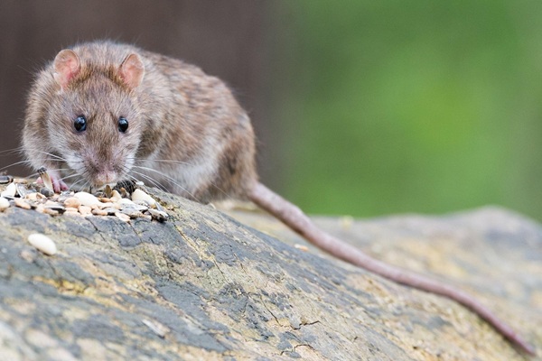 Rattenbekämpfung Ratten erkennen Kammerjäger Schädlingsbekämpfung