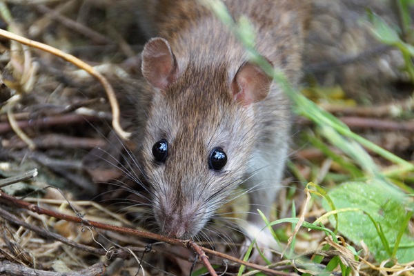 Rattenbekämpfung Ratten professionell vertreiben