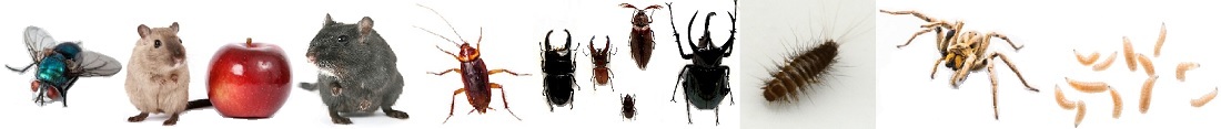 Schädlingsbekämpfung Kammerjäger Schädlinge Abwehr Kosten