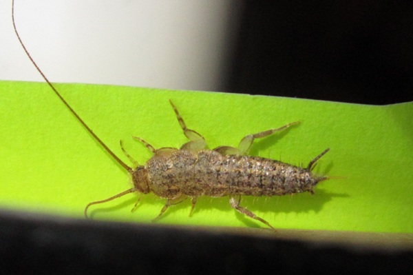 Silberfische Papierfische bekämpfen Kammerjäger Schädlingsbekämpfung