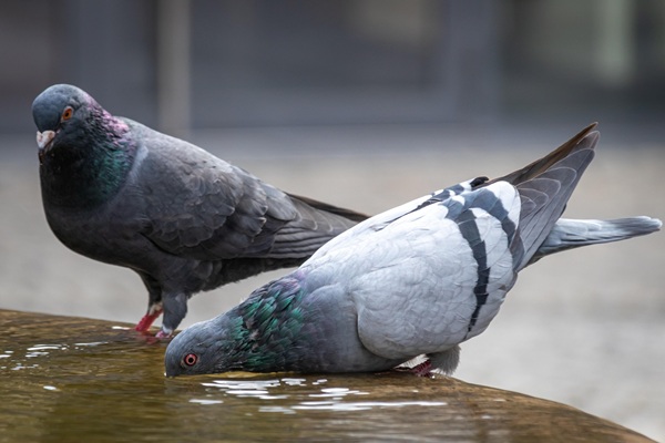 Tauben vertreiben Vogelabwehr