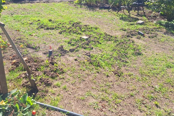 Wühlmaus im Garten bekämpfen Kammerjäger Schädlingsbekämpfung