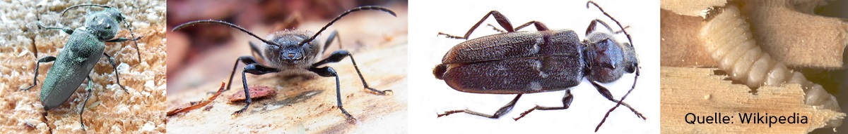 Hausbock Hylotrupes bajulus Kammerjäger Schädlingsbekämpfung