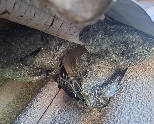 Marder Öffnung am Dach mit Stahlwolle verschliessen Schädlingsbekämpfung Kammerjäger