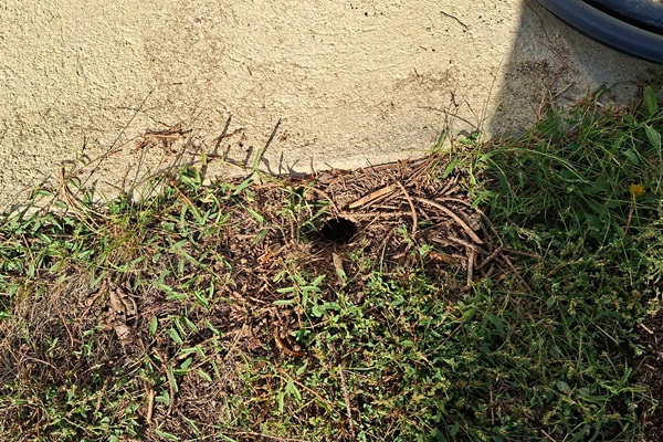 Rattenlöcher im Garten erkennen Kammerjäger Schädlingsbekämpfung Allessauber Kim Rattenlöcher im Garten erkennen Kammerjäger Schädlingsbekämpfung