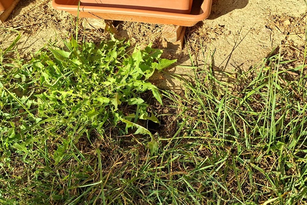 Rattenlöcher im Garten suchen Kammerjäger Schädlingsbekämpfung Allessauber Kim Rattenlöcher im Garten suchen Kammerjäger Schädlingsbekämpfung