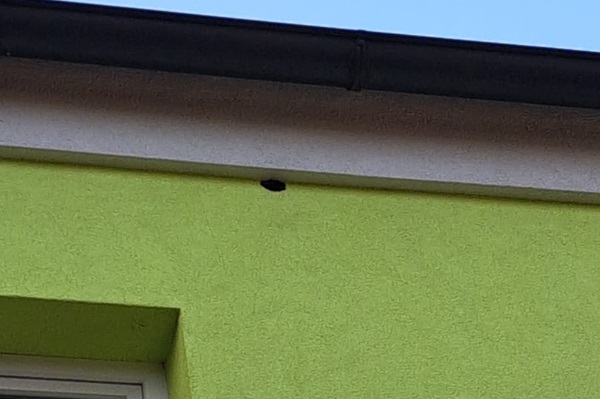 Spechtloch Buntspecht an der Fassade Niederösterreich Spechtloch Buntspecht an der Fassade Niederösterreich