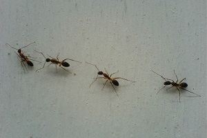 Ameisen in der Wohnung im Haus Holzameisen bekämpfen Kammerjäger Schädlingsbekämpfung
