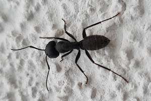 Ameisenbekaempfung schwarze Rossameise Ameisenköder Schädlingsbekämpfung Kammerjäger Allessauber