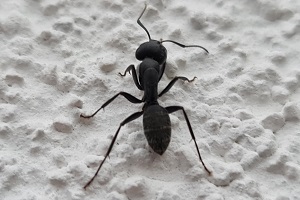 Ameisenbekämpfung schwarze Rossameise bekämpfen Ameisen in der Wohnung im Haus Holzameisen bekämpfen