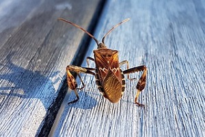 Amerikanisch Kieferwanze Wanze Allessauber Kammerjäger Schädlingsbekämpfung