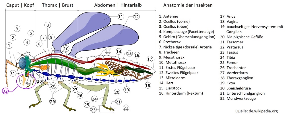 Anatomie der Insekten Allessauber Kammerjäger Schädlingsbekämpfung