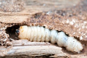 Anobium punctatum Gemeiner Nagekaefer Holzwurm Hausbock Holzwurmbekaempfung Hausbockbekaempfung Allessauber