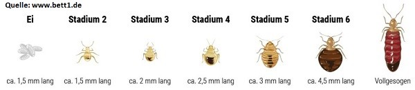 Bettwanze bekämpfen Bettwanzenbefall Bettwanzenbisse Metamorphose Bettwanzenbekämpfung Kammerjäger Allessauber