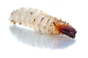 Borkenkäfer Larve Käferbekämpfung Käfer bekämpfen Kammerjäger Schädlingsbekämpfung Allessauber