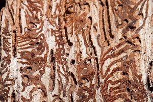 Borkenkäfer Schädling Käferbekämpfung Käfer bekämpfen Kammerjäger Schädlingsbekämpfung Allessauber
