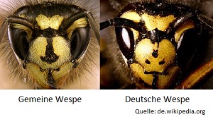 Deutsche Wespe Gemeine Wespe Kammerjäger Schädlingsbekämpfung Allessauber