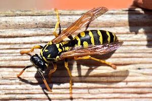 Deutsche Wespe Wespenbekämpfung Wespennestentfernung Kosten Kammerjäger Schädlingsbekämpfung Allessauber