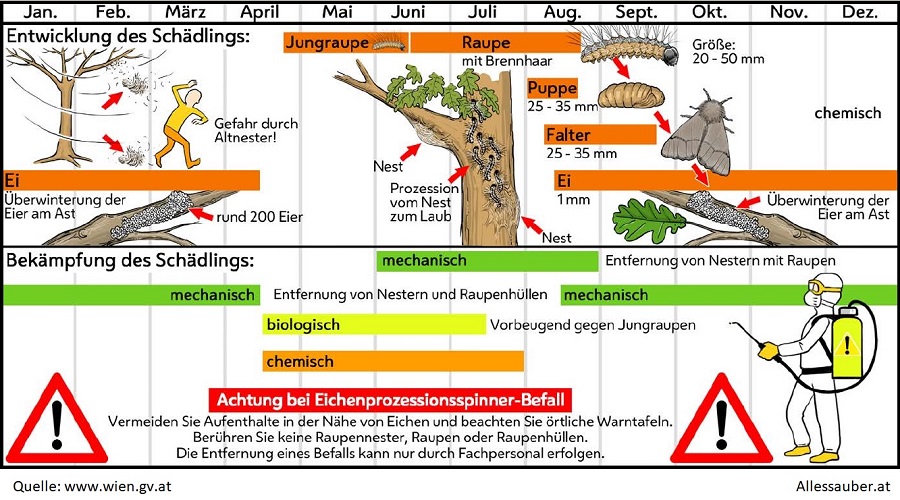 Eichenprozessionsspinner bekämpfen Allessauber Kammerjäger Schädlingsbekämpfung