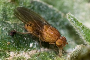 Essigfliegenbekämpfung Essigfliege bekaempfen Kammerjäger Schädlingsbekämpfung Allessauber