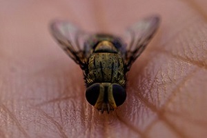 Fannia canicularia kleine Stubenfliege Fliegenbekämpfung Fliege töten Kosten Kammerjäger Schädlingsbekämpfung Allessauber