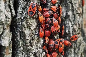 Feuerwanze Wanzen Allessauber Kammerjäger Schädlingsbekämpfung