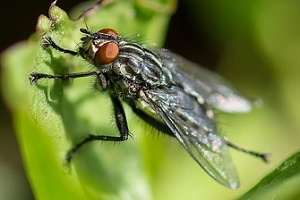 Fleischfliege Fliegenbekämpfung Fliegen bekämpfen Kosten Kammerjäger Schädlingsbekämpfung Allessauber