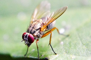 Fliegenbekämpfung Fruchtfliege bekämpfen Kosten Kammerjäger Schädlingsbekämpfung Allessauber