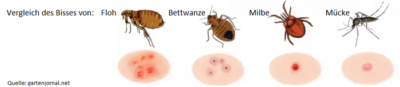 Flohbisse erkennen Bisse Flöhe Flohbiss bekämpfen Kammerjäger Schädlingsbekämpfung