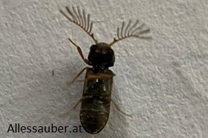 Gekämmter Nagekäfer bekämpfen Holzschädling Nagekäferbekämpfung Kammerjäger Schädlingsbekämpfung Allessauber