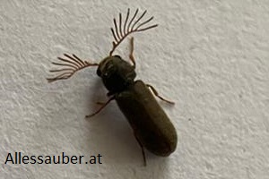 Gekämmter Nagekäfer bekämpfen Nagekäferbekämpfung Kammerjäger Schädlingsbekämpfung Allessauber