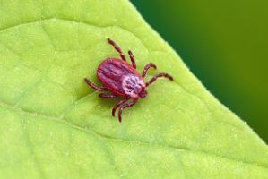 Grasmilbenbekämpfung Grasmilben bekämpfen Kammerjäger Schädlingsbekämpfung Allessauber
