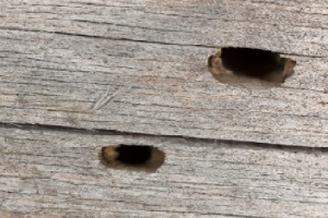 Hausbockbekämpfung Hausbock bekämpfen Holzschädling Ausflugsloch Kammerjäger Schädlingsbekämpfung Allessauber