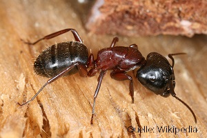 Holzameisen Braunschwarze Rossameise Schuppenameisen Kammerjäger Schädlingsbekämpfung Allessauber