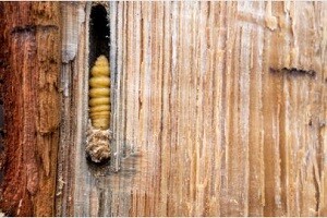 Holzwurmbekämpfung Hausbock bekaempfen Holzwurm Dachstuhl Abwehr Schaedlingsbekaempfung Kammerjaeger Allessauber