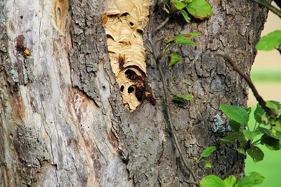 Hornissen Hornet Nest Entfernen Schädlingsbekämpfung Kammerjäger Allessauber