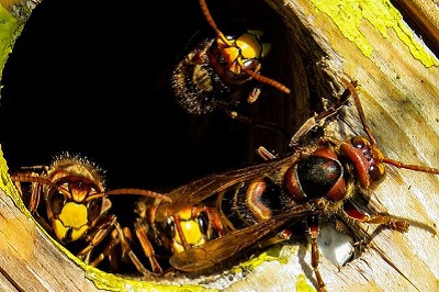 Hornissen Nest Entfernen bekämpfen Schädlingsbekämpfung Kammerjäger Allessauber