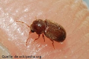 Käferbekämpfung Brotkäfer Käfer bekämpfen Kosten Kammerjäger Schädlingsbekämpfung Allessauber
